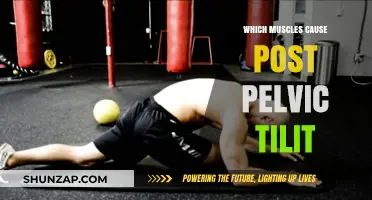 Muscles Behind Posterior Pelvic Tilt: Causes and Solutions Explained