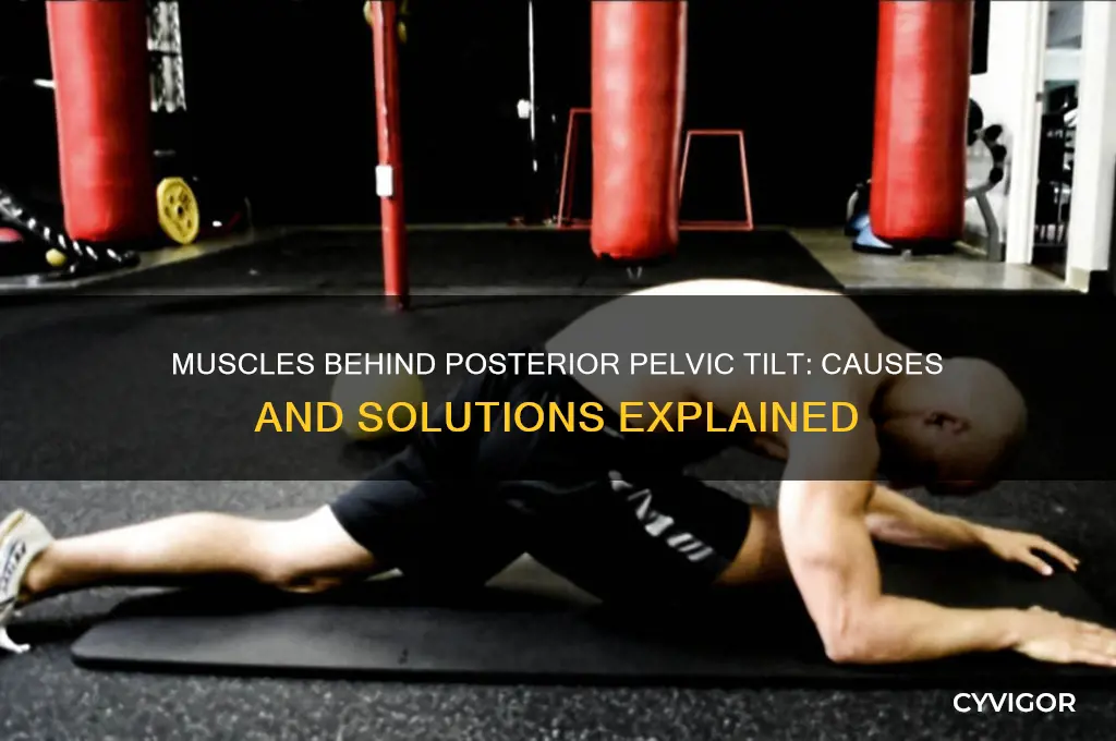 which muscles cause post pelvic tilit