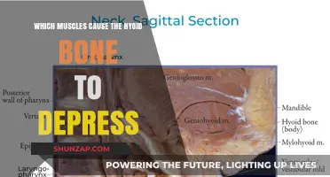 Muscles Responsible for Hyoid Bone Depression: A Comprehensive Guide