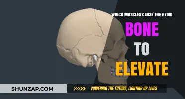 Muscles Responsible for Elevating the Hyoid Bone: A Comprehensive Guide