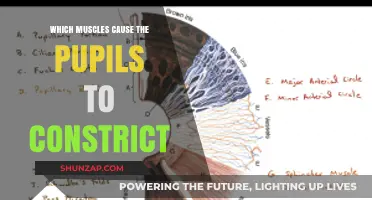 Muscles Behind Pupil Constriction: Understanding the Iris Sphincter's Role