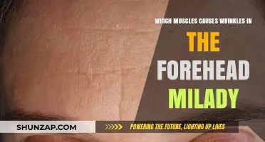 Forehead Wrinkles: Understanding the Muscles Behind Aging Skin