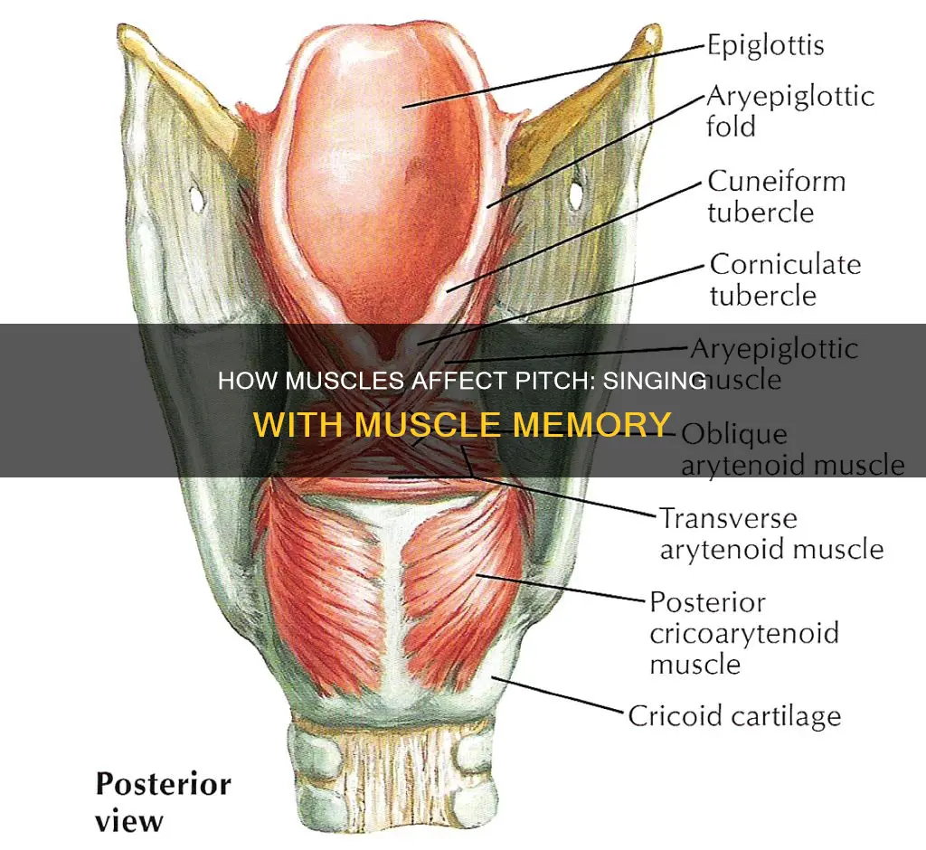 which muscles change pitch
