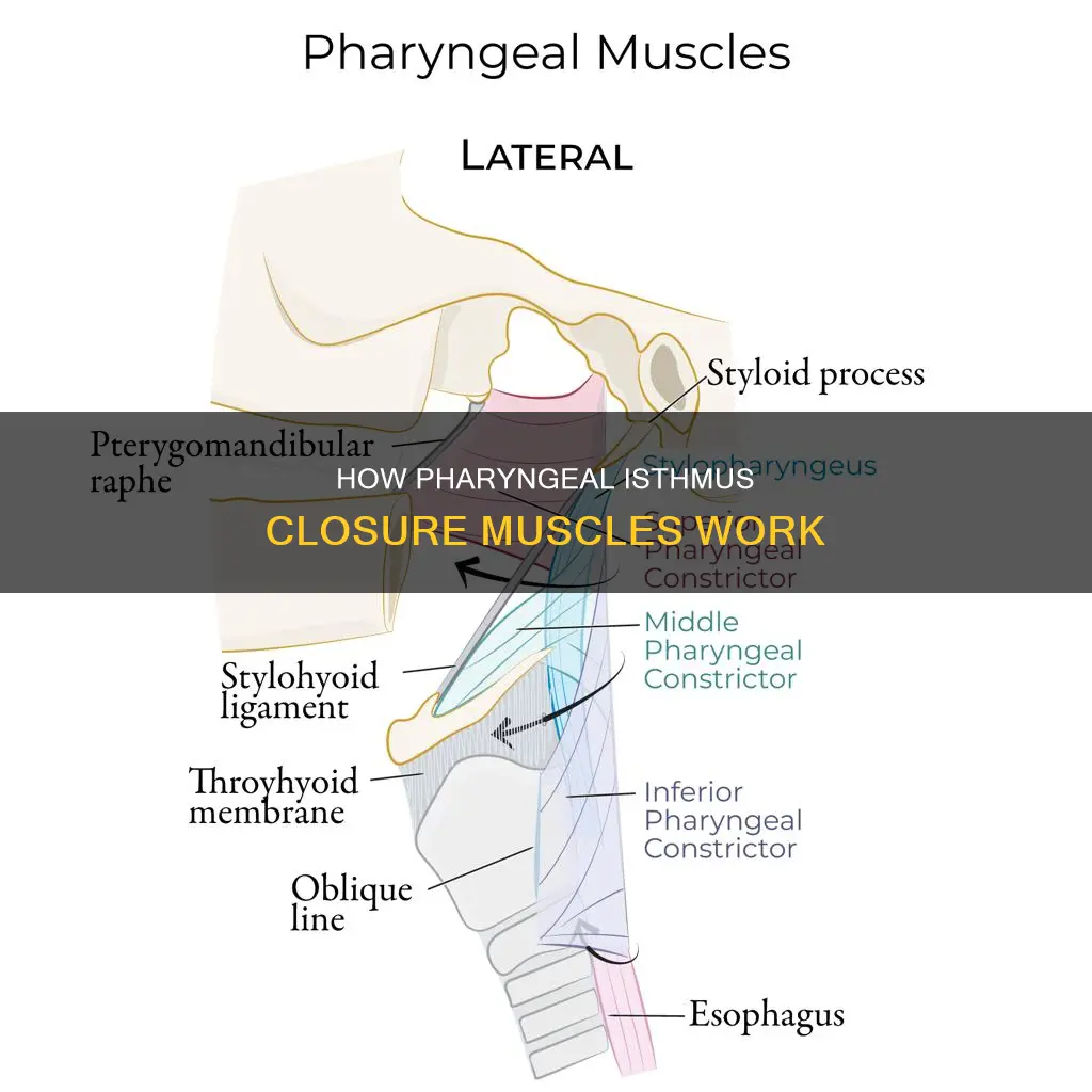 which muscles closes pharyngeal isthmus