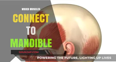 Jaw Muscles: What's Moving Your Mandible?