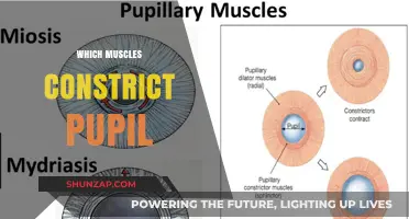 Pupil Muscles: The Eye's Unsung Heroes