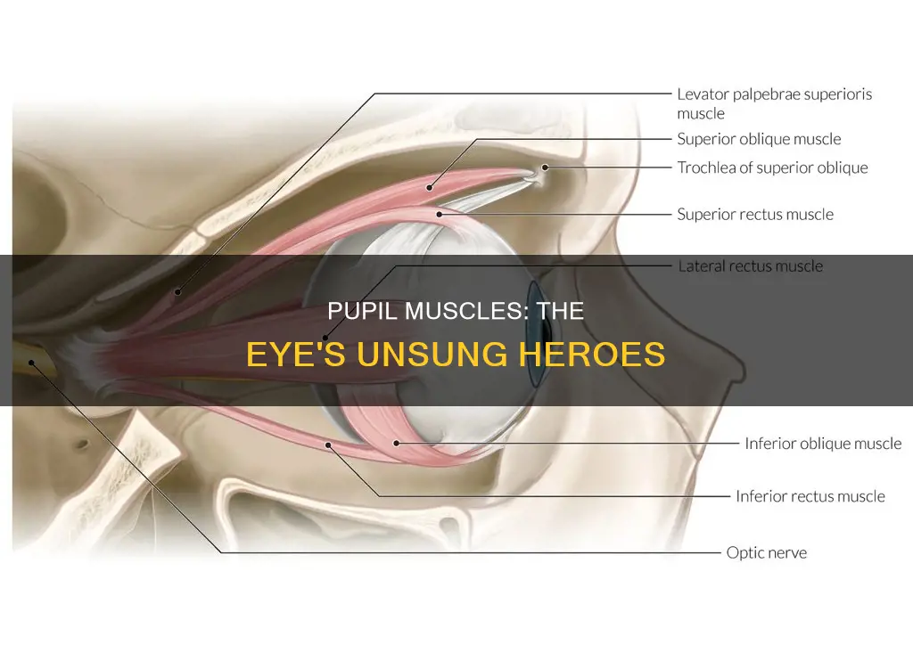 which muscles constrict pupil