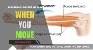 Muscle Mechanics: Understanding Contractions and Relaxations in Movement