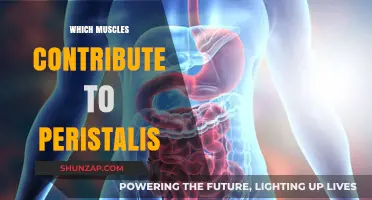 Peristalsis: Muscles Involved and Their Functions