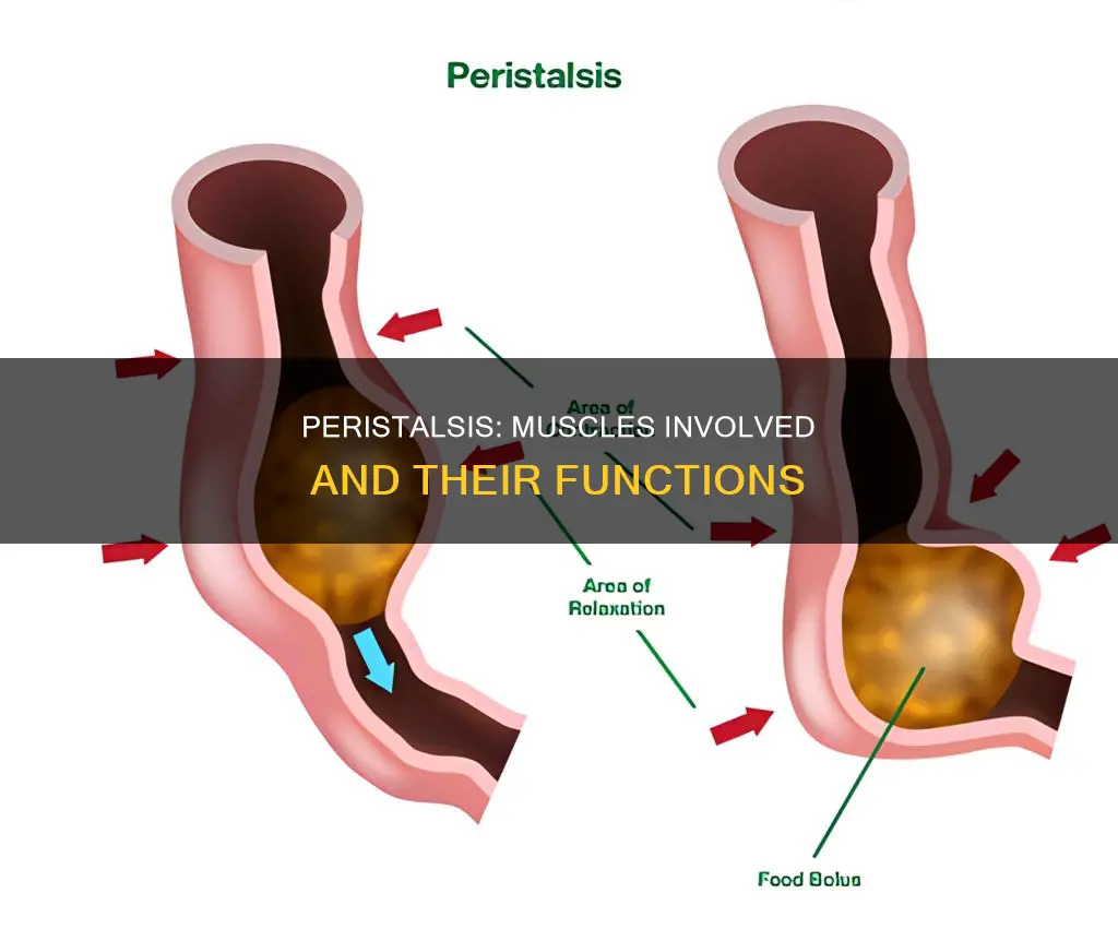 which muscles contribute to peristalis