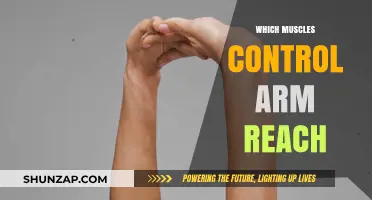 Muscles Behind Arm Reach: Unlocking the Mechanics of Extension