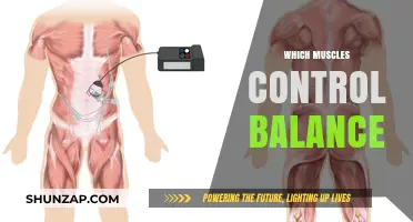 Mastering Balance: Muscles that Keep Us Steady