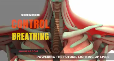 Breathing Muscles: Understanding Their Role and Function