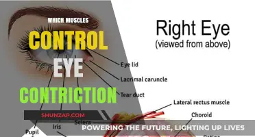 Eye Muscles: The Unseen Power of Vision