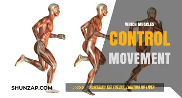 Muscle Movement Mechanics: Unlocking the Body's Power