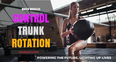 Unlocking the Power of Trunk Rotation Muscles