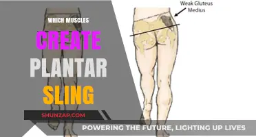 Plantar Sling Muscles: Understanding the Intrinsic Foot Architecture