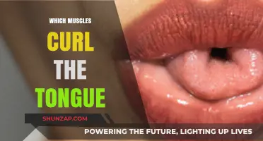 Tongue Twisters: Muscles Behind Curling Your Tongue