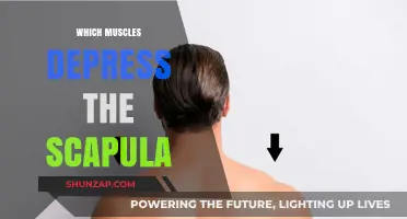 Activating the Scapula Depressors: Understanding the Key Muscles
