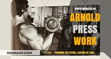 Arnold Press Muscles: Targeted Shoulder and Arm Workout Breakdown