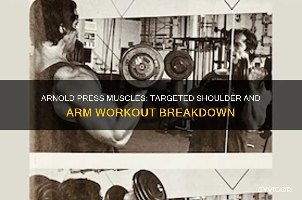 which muscles do arnold press work