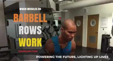 Barbell Rows: Targeted Muscles and Benefits for Strength Training