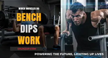 Bench Dips: Targeted Muscles and Benefits for Upper Body Strength