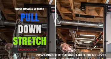 Bench Pull Down Stretch: Targeted Muscles and Benefits Explained