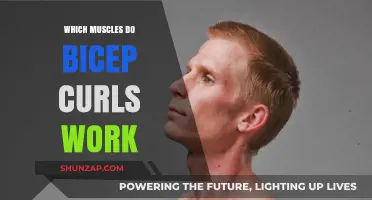 Bicep Curls: Target Muscles and Secondary Benefits Explained