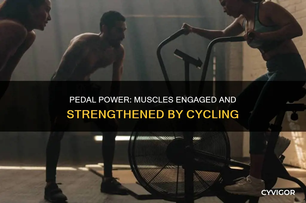 which muscles do bicycles work