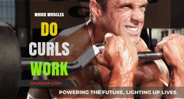 Curls Unveiled: Targeted Muscles and Effective Techniques Explained
