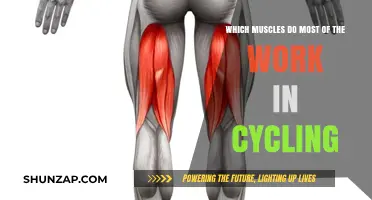 Key Muscles Powering Your Cycling Performance: A Comprehensive Guide