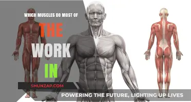 Unveiling the Primary Muscles Driving Most Physical Activities