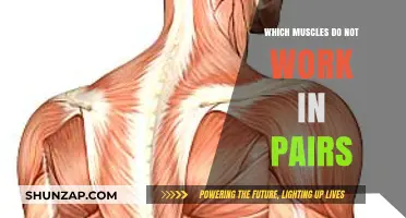 Unpaired Muscles: Exploring the Exceptions to the Rule in Human Anatomy