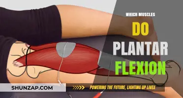 Plantar Flexion: Which Muscles Are Involved and Why