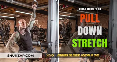 Effective Pull-Down Stretch: Targeted Muscles for Flexibility and Strength