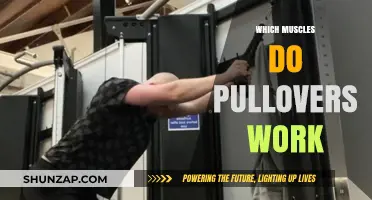 Muscles Targeted by Pullovers: A Comprehensive Guide to Strength Training