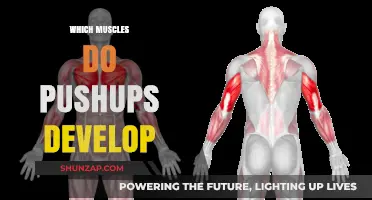Pushups: Building a Strong, Muscular Upper Body