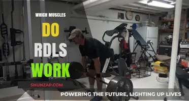 Muscles Targeted by RDLs: A Comprehensive Guide to Strengthening Your Posterior Chain