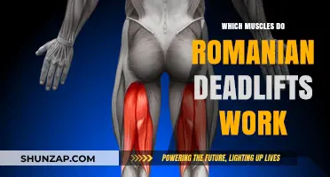 Romanian Deadlifts: Target Muscles and Benefits for Strength Training
