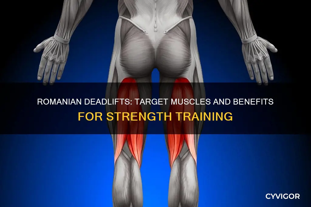 which muscles do romanian deadlifts work