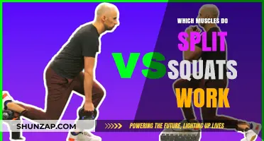 Split Squats: Target Muscles and Benefits for Lower Body Strength