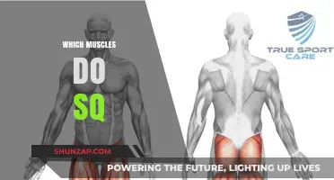 Squats: The Ultimate Guide to Targeted Muscle Groups