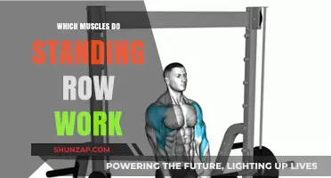 Standing Row Muscles: Targeted Back, Arm, and Core Engagement Explained