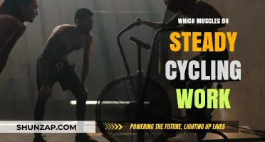 Steady Cycling: Target Muscles and Full-Body Benefits Explained