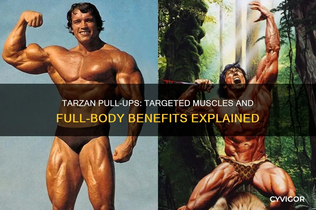 which muscles do tarzan pull ups work