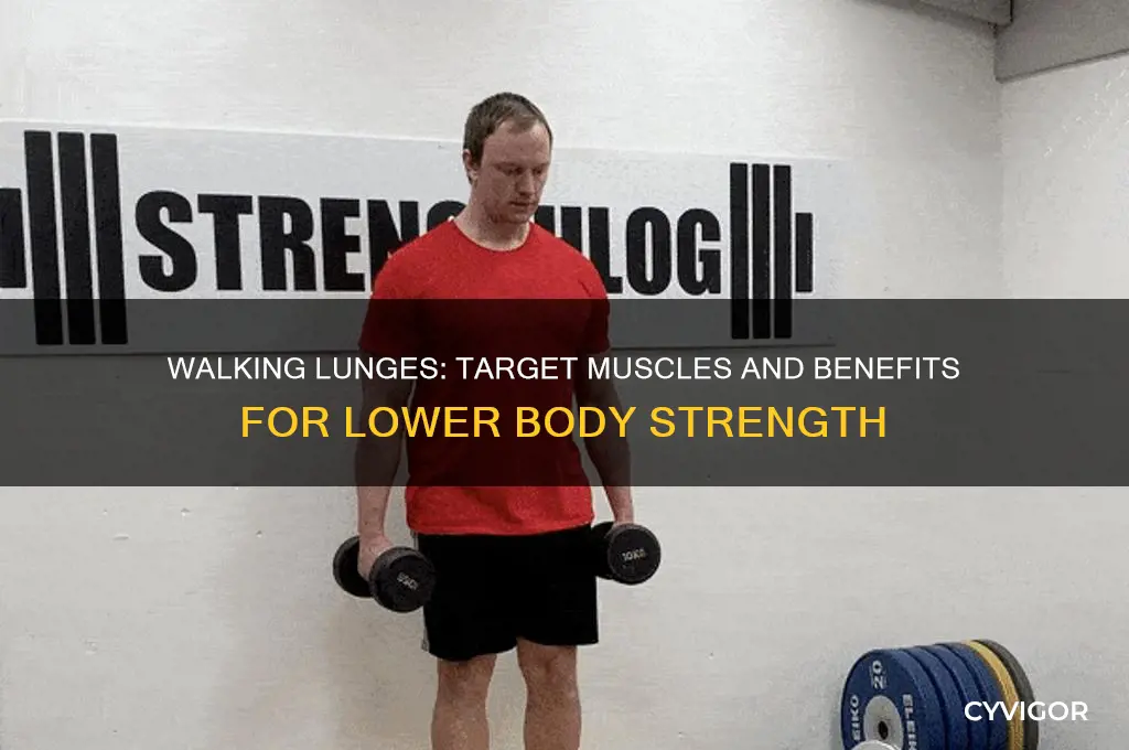 which muscles do walking lunges work