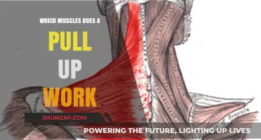 Pull-Up Power: Targeted Muscles for Strength and Definition