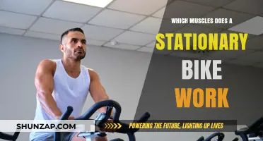 Pedal Power: Muscles Targeted by Stationary Bike Workouts