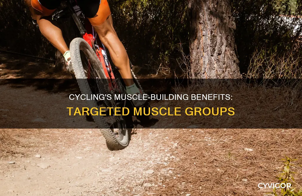 which muscles does bicycles workk